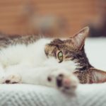 深夜动画在线观看 nzum89