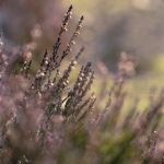 国偷自产第45页 vzw43do