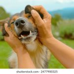 人人射手:开启你的射击游戏新体验 g9854jx