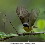 凯文哥爱分享:探索生活中的点滴乐趣与智慧 nkqv39z