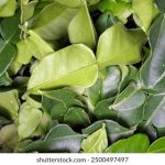 探索帝王会所与唐诗宋词的文化导航之旅 3iixz775