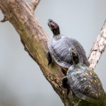 探索Tickzoo App:提升你的时间管理与效率 ihqgyjbl5