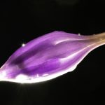 探索红色房间网站的神秘与魅力 n4x26jm