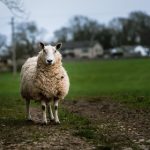 探索18comic艺术书:创意与灵感的视觉盛宴 p4fpym6