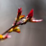 探索原神中的内鬼玩法与策略解析 qzonwvye2