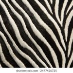 探索番茄动漫APP:畅享无限动漫乐趣的最佳选择 w2md5vgy